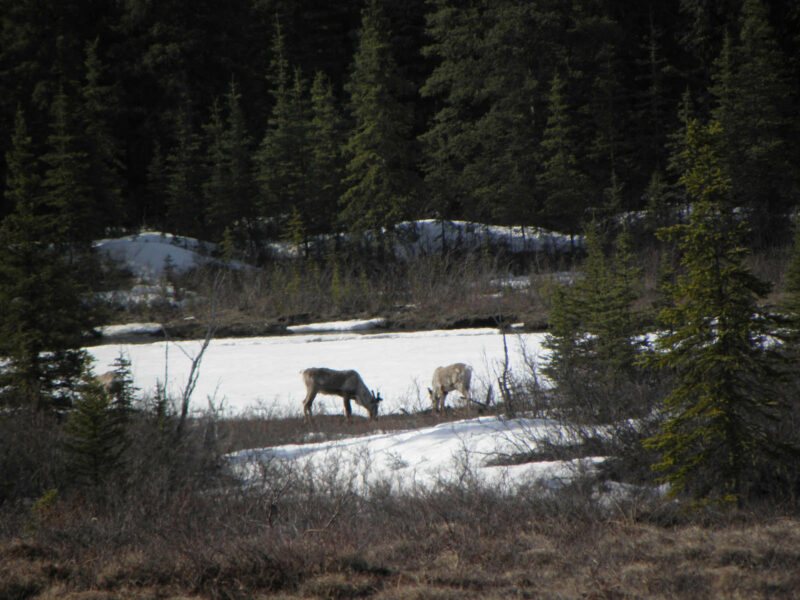voyage Alaska 036