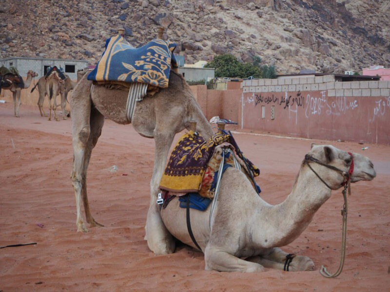 voyage wadi rum jordanie 018